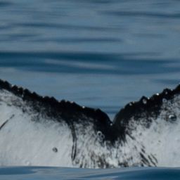 Fluke of HW-MN0801926