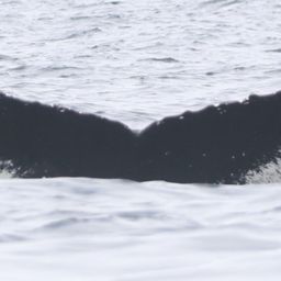 Fluke of NA-3818