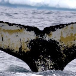 Fluke of HW-MN1304023