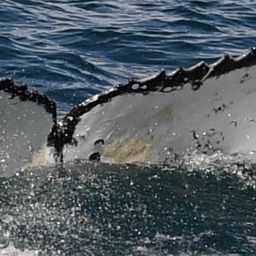 Fluke of HW-MN0801929