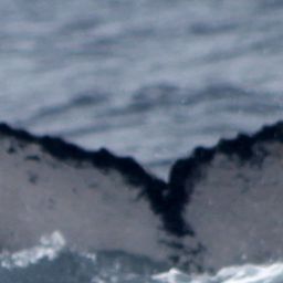 Fluke of PWF-EC_4877