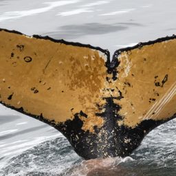 Fluke of PWF-EC_5182