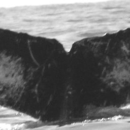 Fluke of CRC-11102