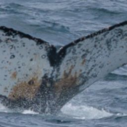 Fluke of HW-MN1304033