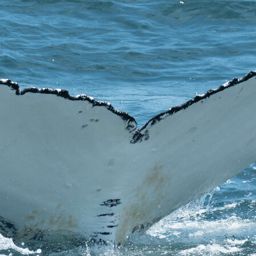 Fluke of HW-MN0801937