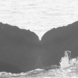 Fluke of CRC-11260