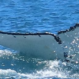 Fluke of HW-MN0802001