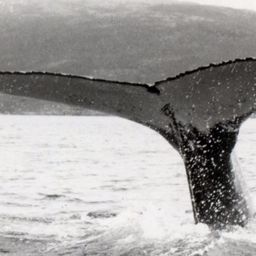 Fluke of NA-3799