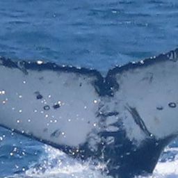 Fluke of HW-MN0802010