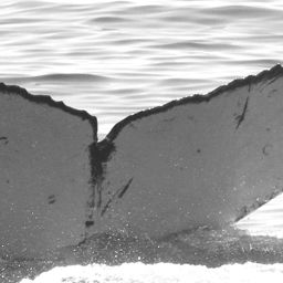 Fluke of Blanchette
