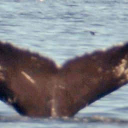 Fluke of NA-2880