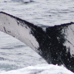 Fluke of PWF-EC_5655