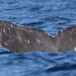 Fluke of CRC-15577