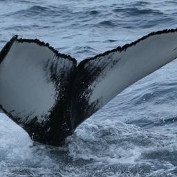 Fluke of Bou
