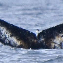 Fluke of HW-MN1307209