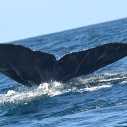 Fluke of CRC-21392
