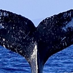 Fluke of HW-MN0443861