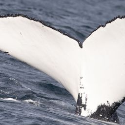 Fluke of HW-MN1104094