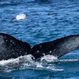 Fluke of CRC-20816