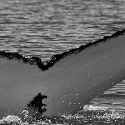 Fluke of WA5084
