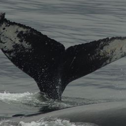 Fluke of HW-MN0430082