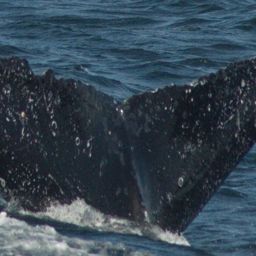 Fluke of HW-MN0430099
