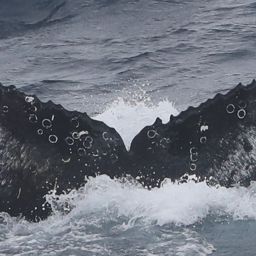 Fluke of HW-MN1304070