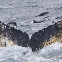 Fluke of HW-MN1304072