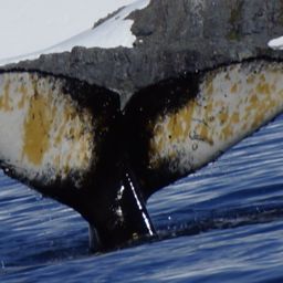 Fluke of PWF-EC_5767