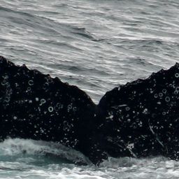Fluke of PWF-EC_5841