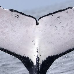 Fluke of PWF-EC_5928