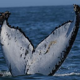Fluke of HW-MN0802092