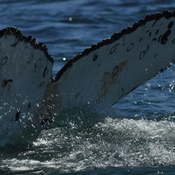Fluke of HW-MN0802095