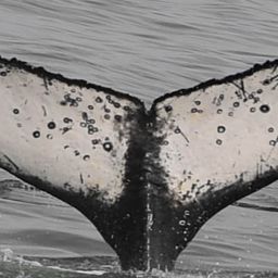 Fluke of HW-MN0802105