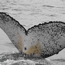 Fluke of HW-MN0802111