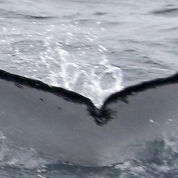 Fluke of PWF-EC_5983