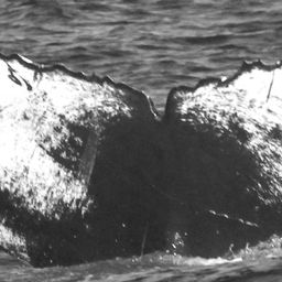 Fluke of CRC-15578