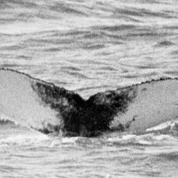 Fluke of NA-2687