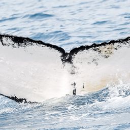 Fluke of WA1181