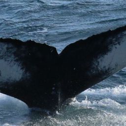 Fluke of Wave