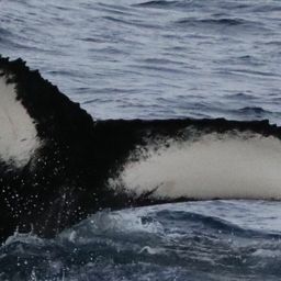 Whale fluke