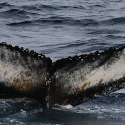Fluke of Spotty