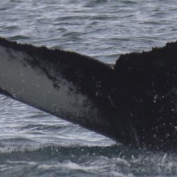 Fluke of Auk