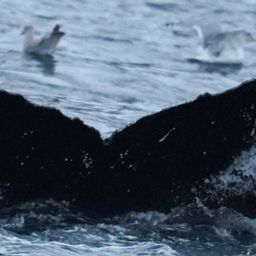 Fluke of NA-2839