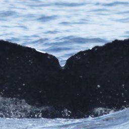 Fluke of TDI-23613