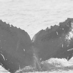 Fluke of CRC-15545