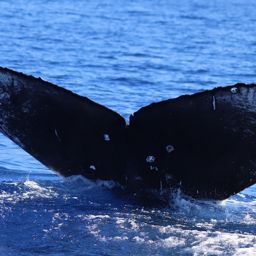 Fluke of PWF-NP_6401