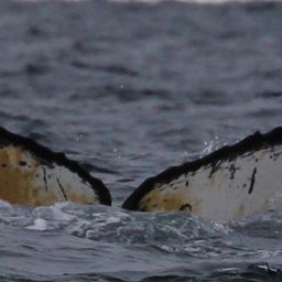 Fluke of HW-MN1304129