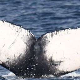 Fluke of CRC-30097