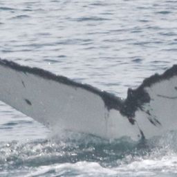 Fluke of CRC-20297